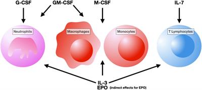 Is There a Role for Hematopoietic Growth Factors During Sepsis?